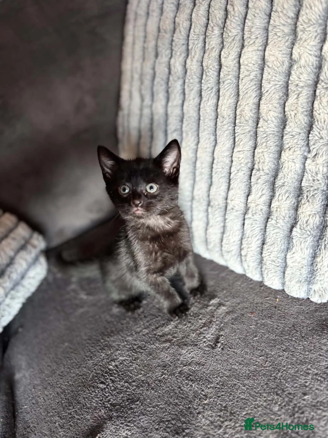Mixed Breed cats for sale: Adorable kittens looking for their forever couch - Advert 2