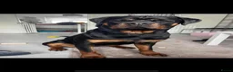 Rottweiler dogs for sale: Hugo and nala  in Southampton - Advert 3