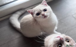Scottish Fold cats for sale: Scottish fold and Scottish straight Tica pedigree  in Croydon - Image 4