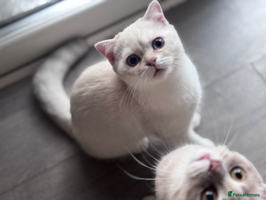 Scottish Fold cats for sale: Scottish fold and Scottish straight Tica pedigree  in Croydon - Image 4