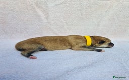 Mixed Breed dogs for sale: Czech Wolfdog × Akita/Malamute Puppies - Image 15