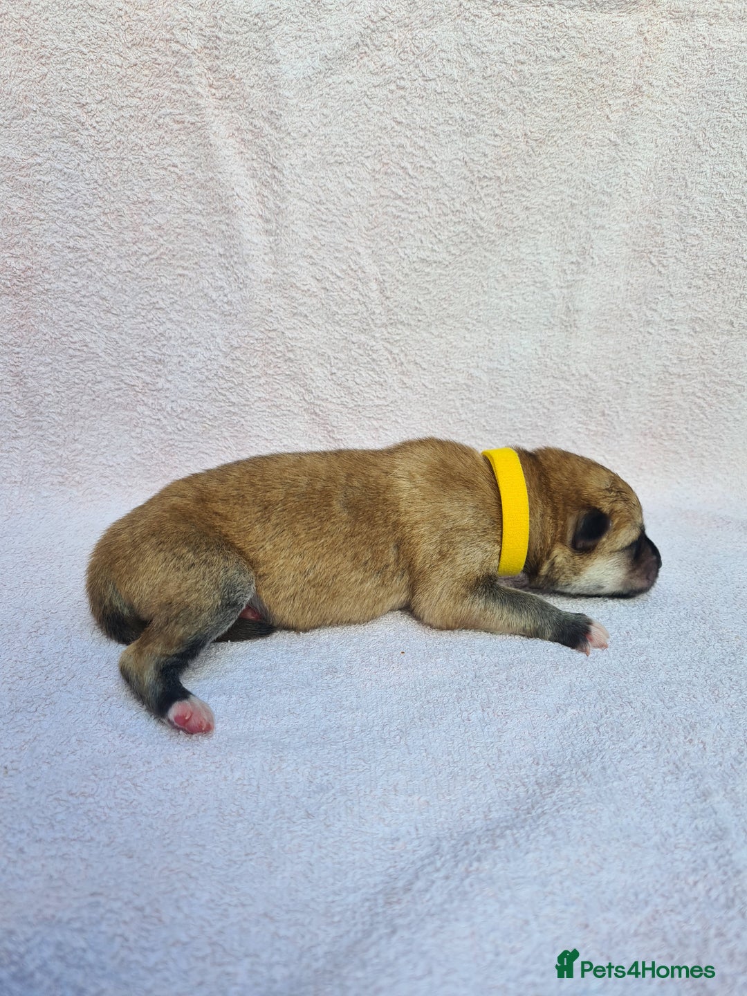 Mixed Breed dogs for sale: Czech Wolfdog × Akita/Malamute Puppies - Image 15
