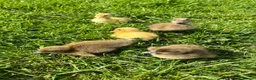 Ducks poultry for sale: *RESERVE* Pure Breed Ducklings! - Advert 3