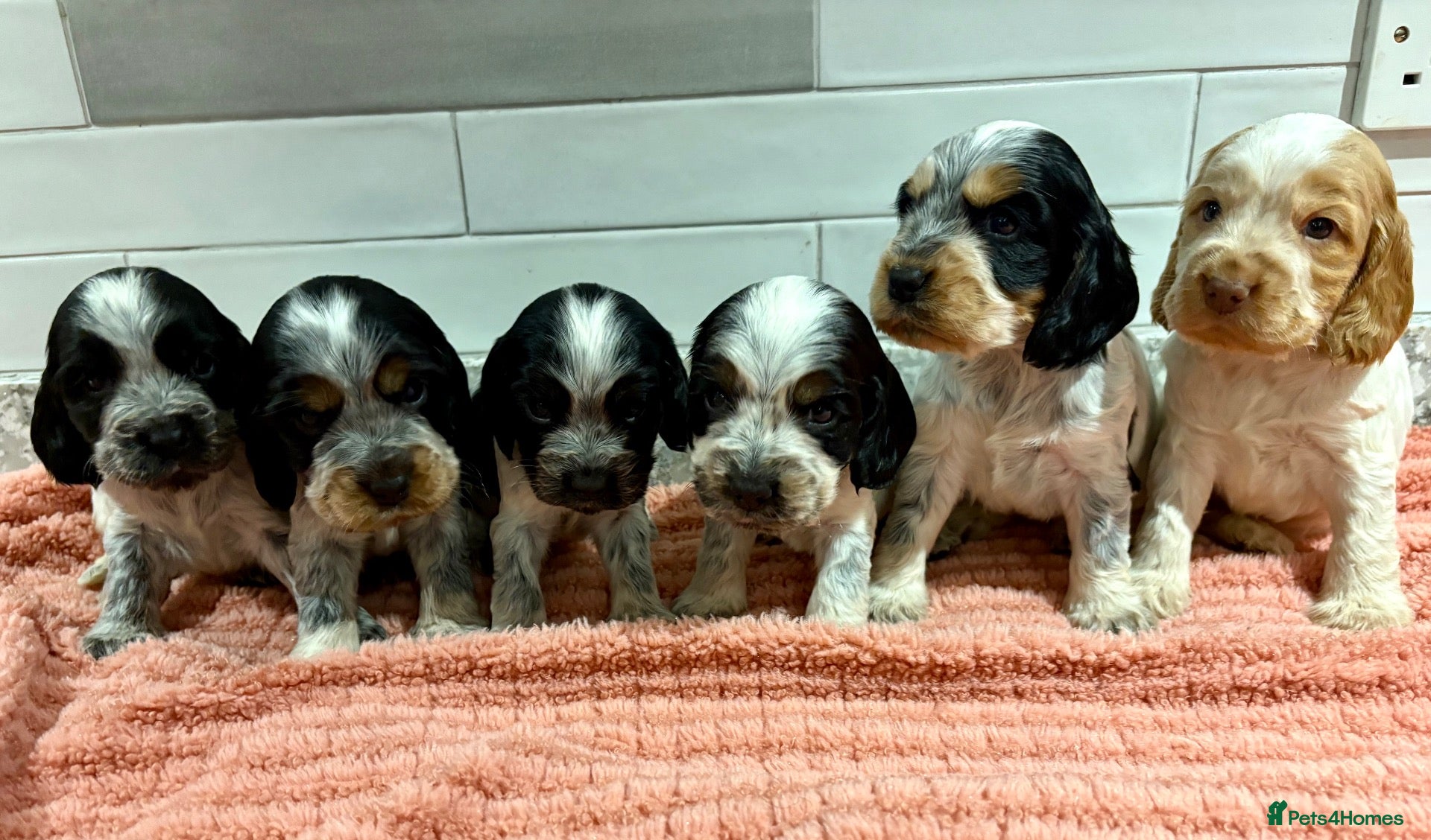 Cocker Spaniel dogs for sale: *KC REG show cocker spaniels  - Advert 1