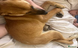 Mixed Breed dogs for sale: Baby looking for loving home  - Image 4