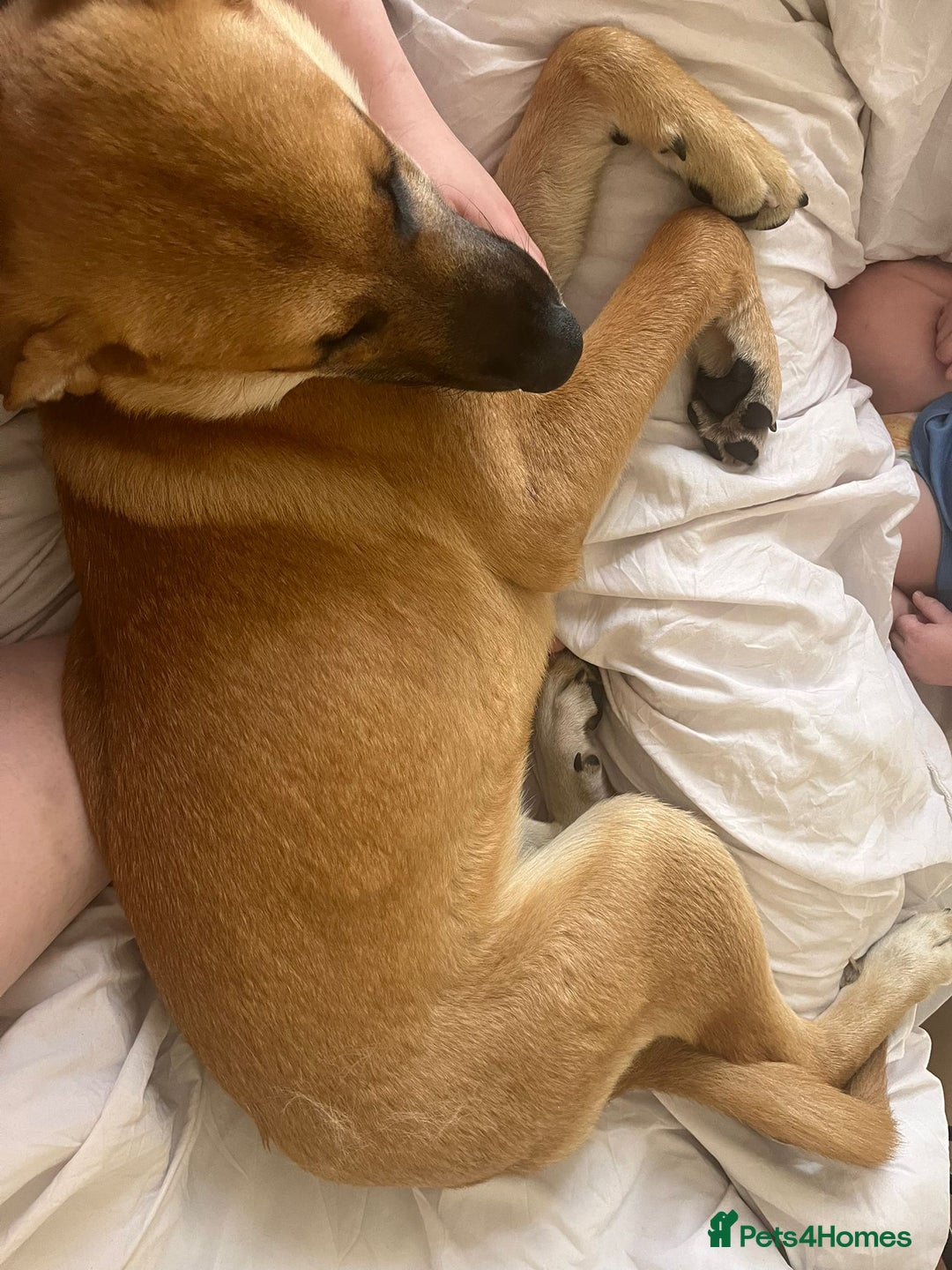 Mixed Breed dogs for sale: Baby looking for loving home  - Image 4