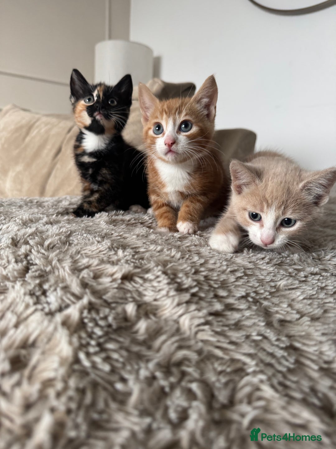 Mixed Breed cats for sale: 3 kittens for sale - Image 15