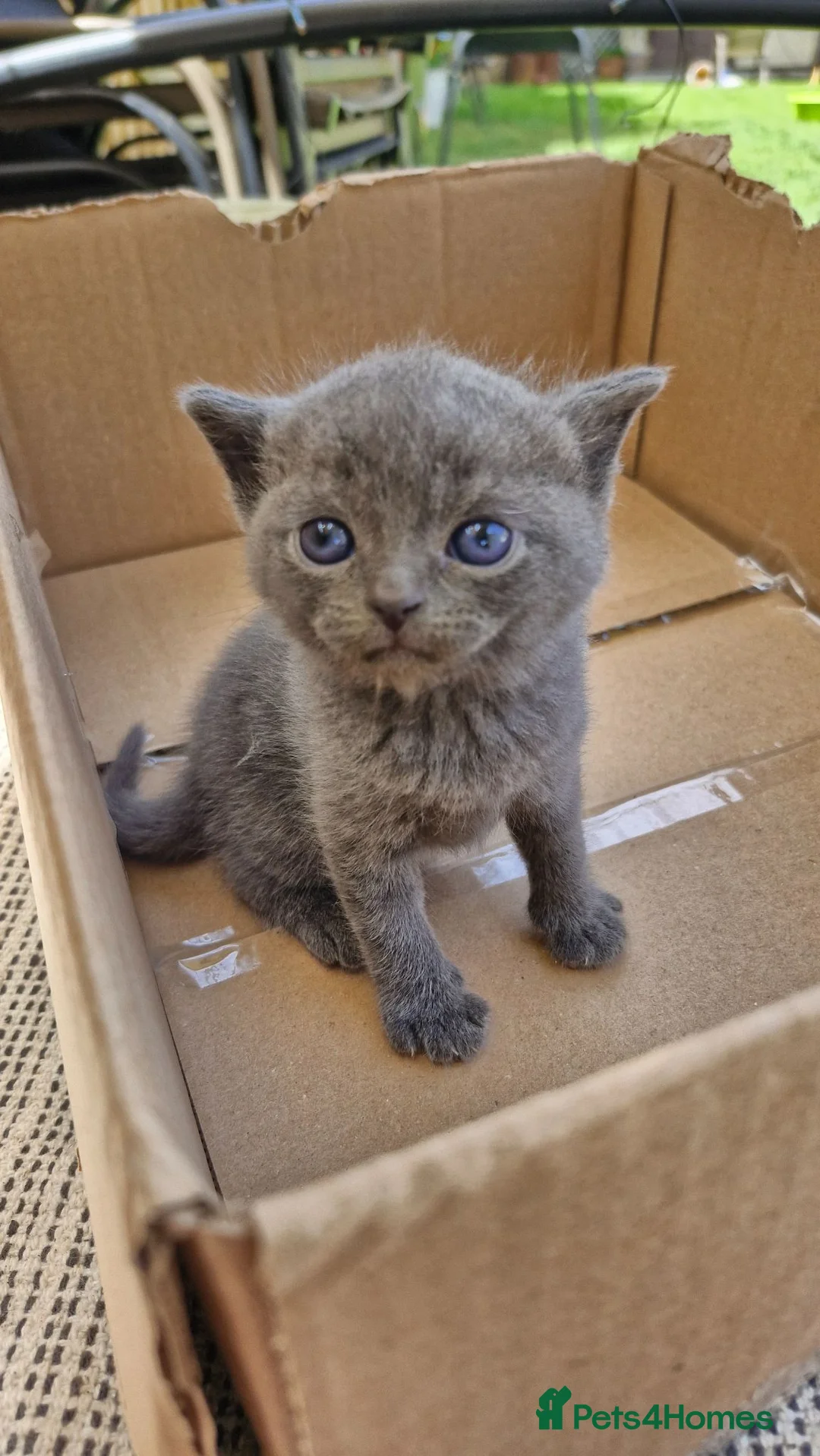 Mixed Breed cats for sale: Half british short hair kittens  - Advert 9