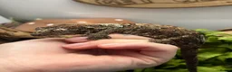Gecko reptiles for sale: CB24 Mainland Chahoua geckos |  breeding pair  - Advert 5