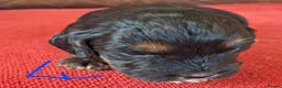 Cockapoo dogs for sale: F1 Cockapoo Pups  - Advert 16