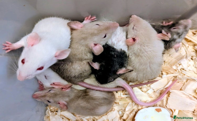 Rat rodents - Advert 2