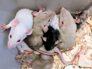 Rat rodents - Advert 7