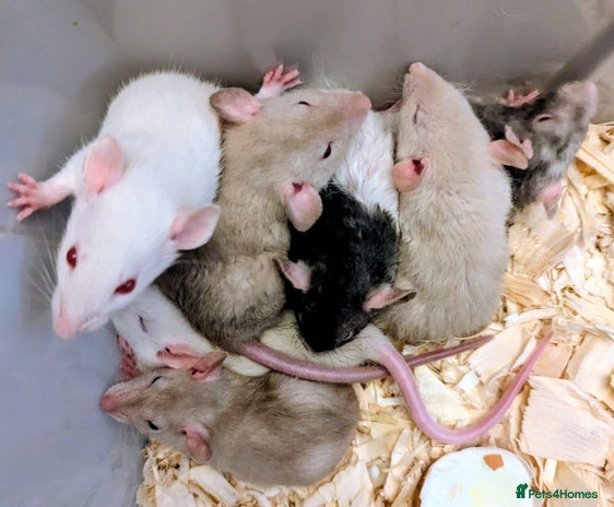 Rat rodents - Advert 2