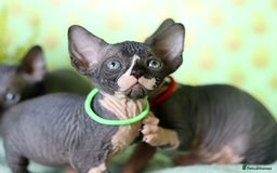 Sphynx cats for sale: Bloodline Sphynx Kittens  - Image 24