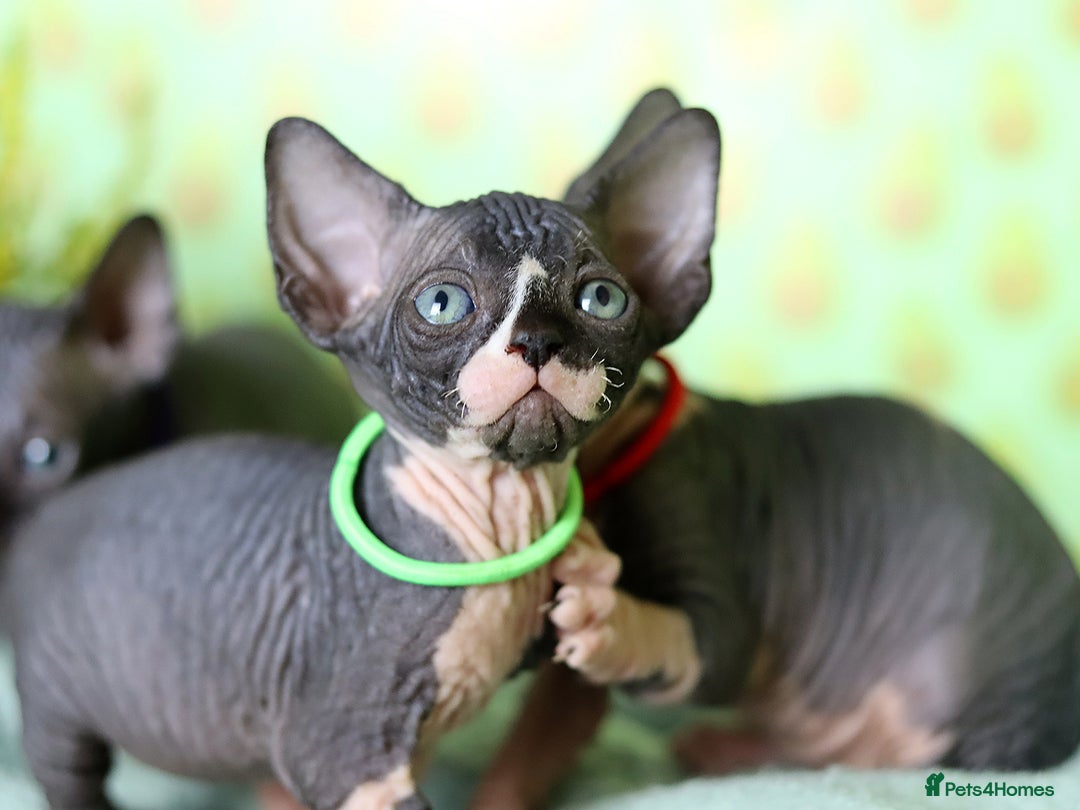 Sphynx cats for sale: Bloodline Sphynx Kittens  - Image 24