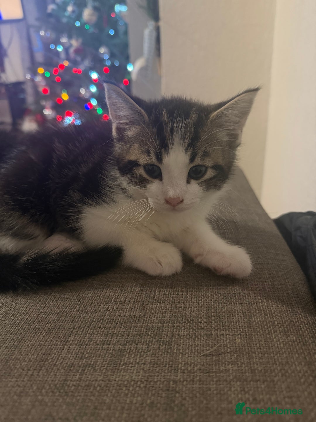 European cats for sale: Kittens  - Advert 2