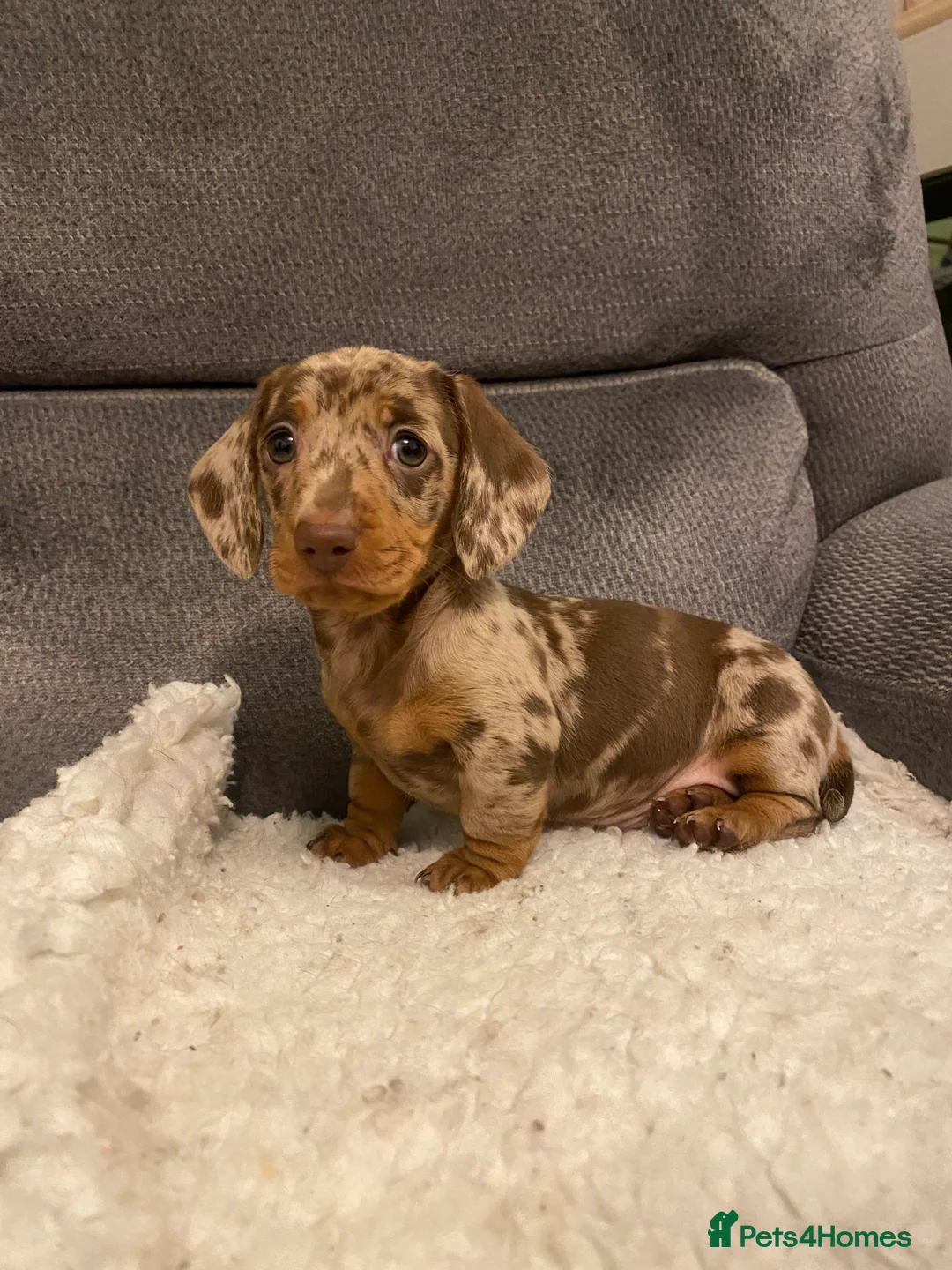 Miniature Dachshund dogs for sale: Miniature dapple dachshund puppies  - Advert 12