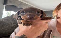 Dachshund dogs for sale: Miniature smooth coat dachshund  - Image 1