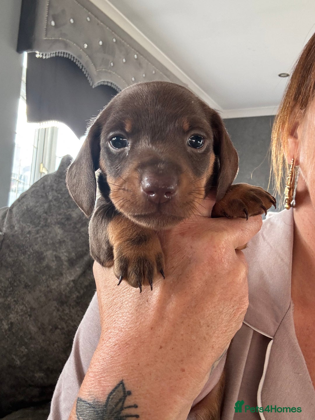 Dachshund dogs for sale: Miniature smooth coat dachshund  - Image 1