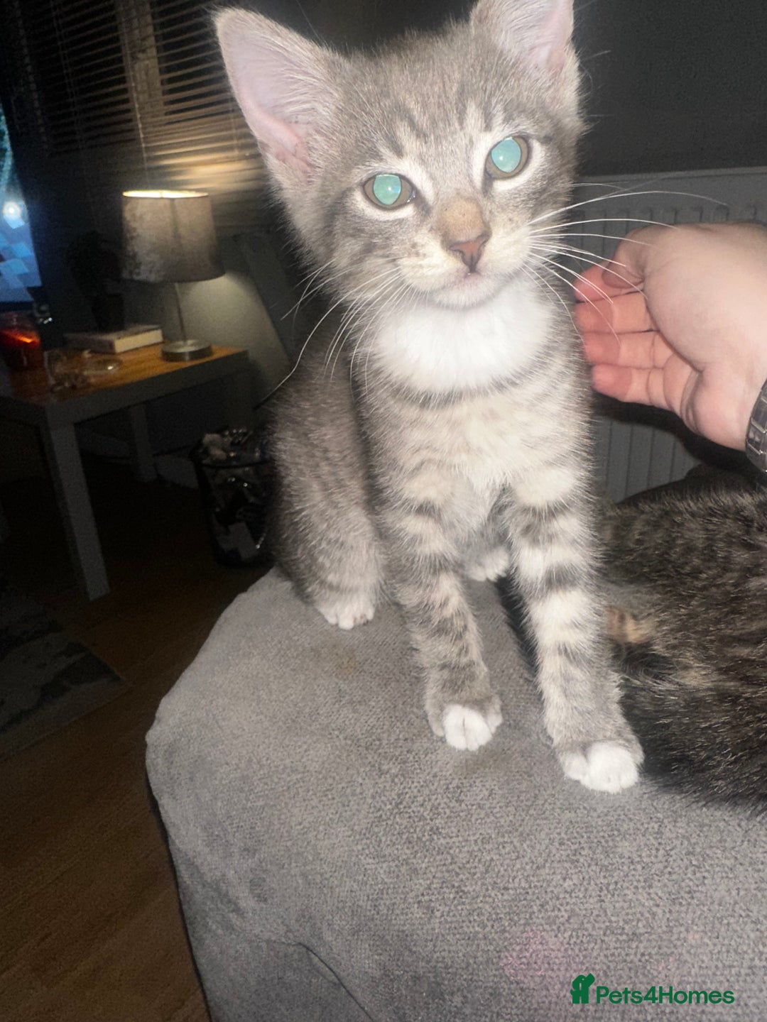 Domestic Shorthair cats for sale: 3 beautiful kittens for sale. - Image 6