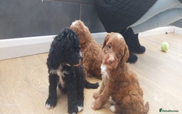 Cockapoo dogs for sale: ** BEAUTIFUL LITTER OF COCKAPOOS ** - Image 27
