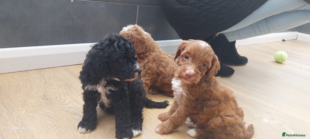 Cockapoo dogs for sale: ** BEAUTIFUL LITTER OF COCKAPOOS ** - Image 27