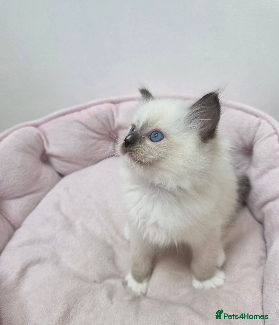 Ragdoll cats for sale: Stunning Ragdoll kitten - Advert 7