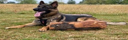 German Shepherd dogs for stud: Morgan  in Wembley - Advert 6