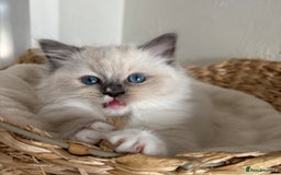 Ragdoll cats for sale: Ragdolls - Image 9