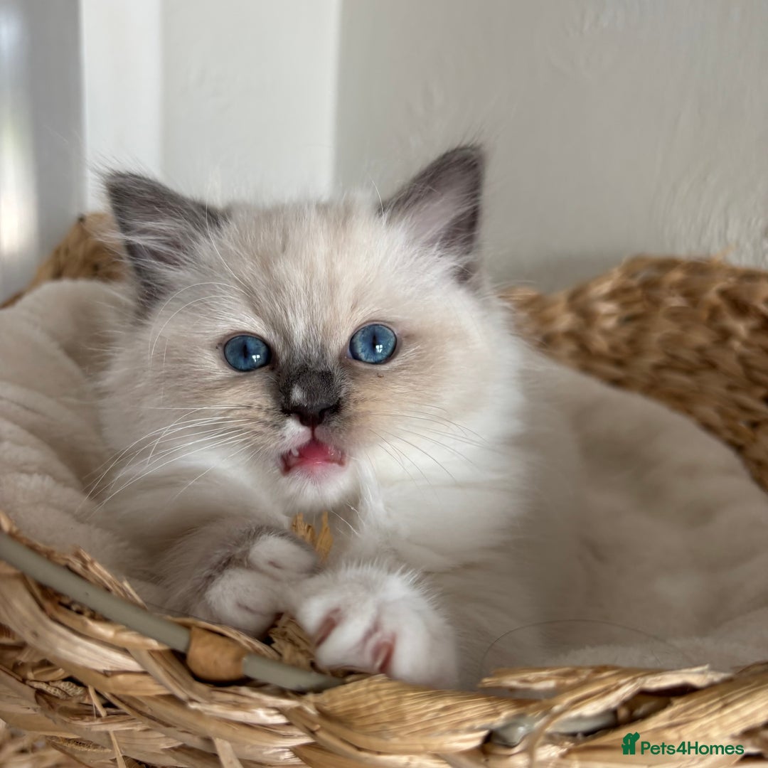 Ragdoll cats for sale: Ragdolls - Image 9