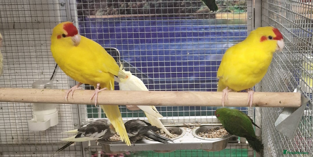 Parrots birds for sale: Parrots/ Parakeets Available  - Advert 28