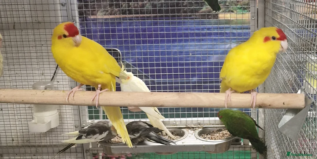 Parrots birds for sale: Parrots/ Parakeets Available  - Advert 28