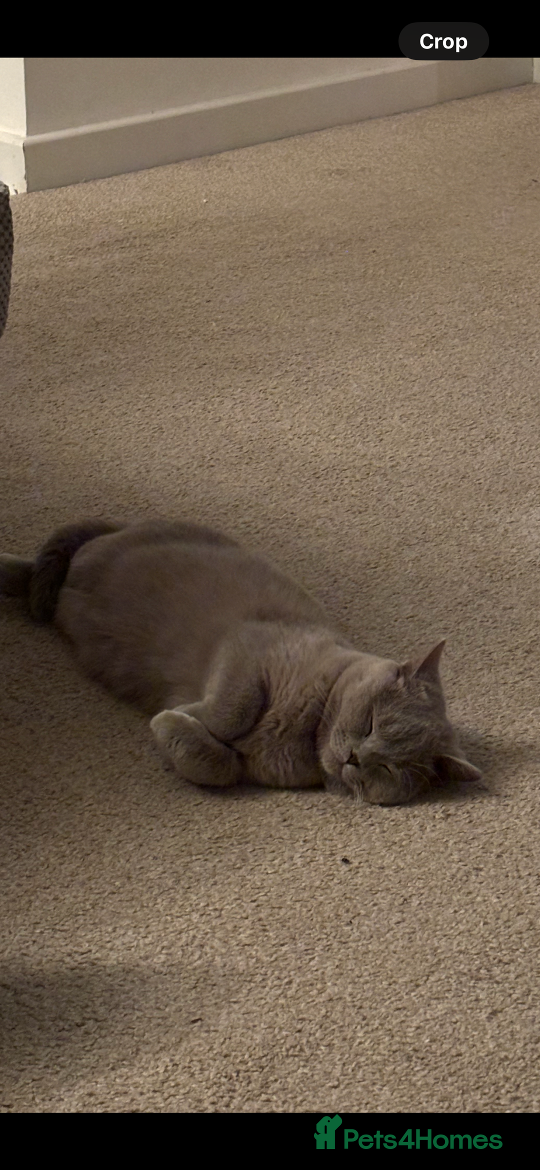 British Shorthair cats for sale: British shorthair (lilac) - Image 3