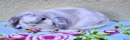 Mini Lop rabbits for sale: Pedigree Mini Lops in Tamworth - Advert 19