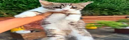 British Shorthair cats for sale: PURE BSH BOY KITTEN - ONLY £75! in Uxbridge - Advert 7