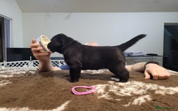 Labrador Retriever dogs for sale: 🐾Exceptional Black Labrador Retriever Puppies🐾 - Advert 5