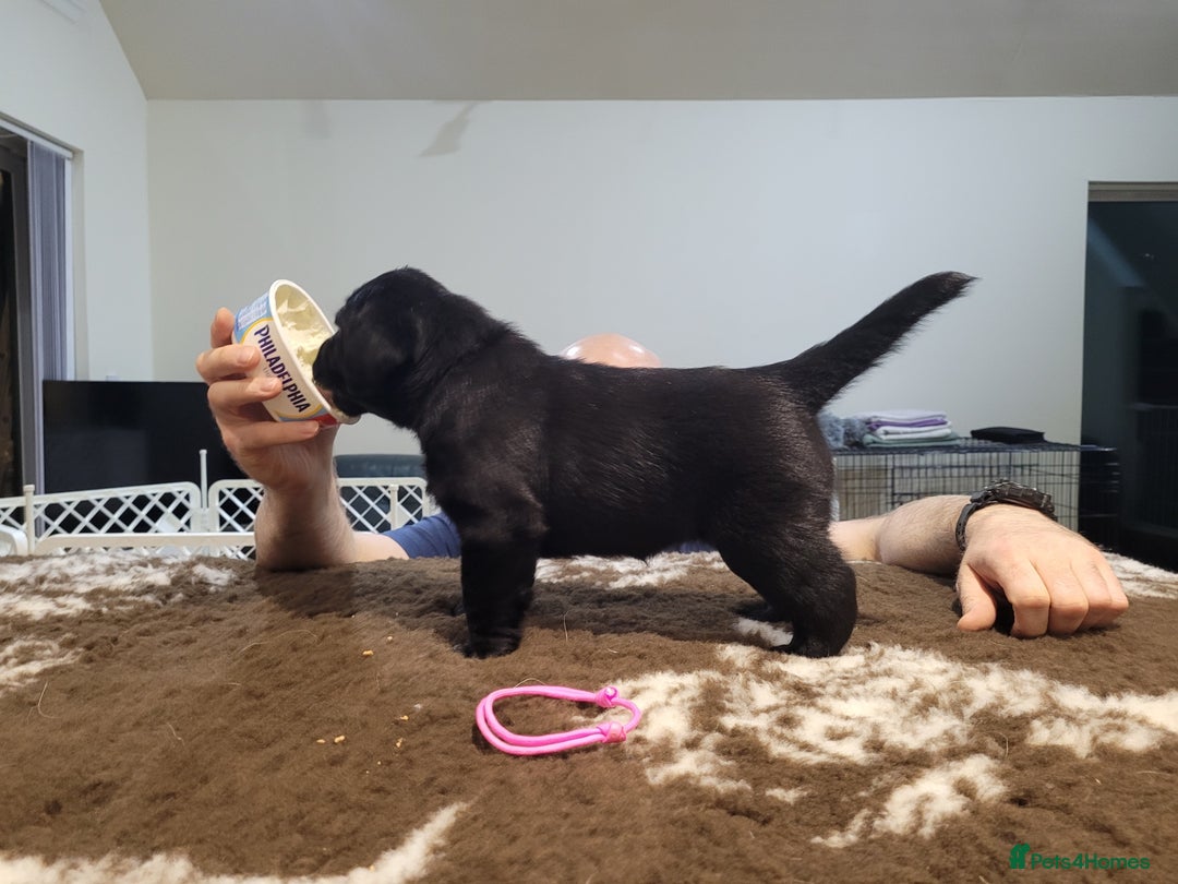 Labrador Retriever dogs for sale: 🐾Exceptional Black Labrador Retriever Puppies🐾 - Advert 5