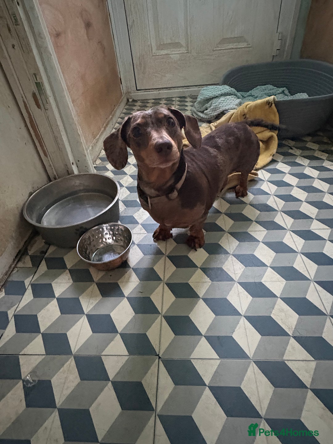 Miniature Dachshund dogs for sale: Mini dachshund female for sale  - Advert 1