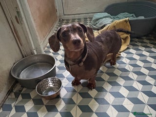 Miniature Dachshund dogs Mini dachshund female for sale - Advert 1