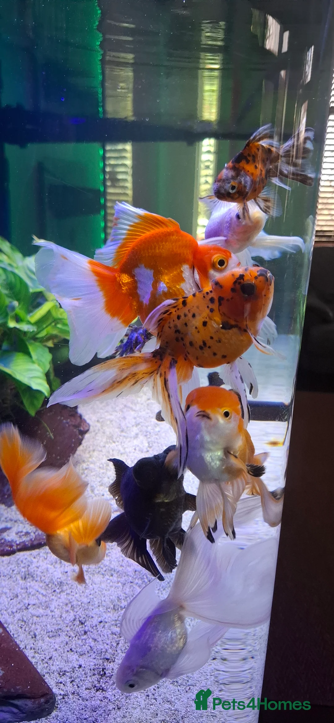 Goldfish fish for sale: Goldfish fancy oranda moor - Advert 11