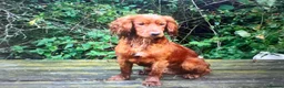 Cocker Spaniel dogs for sale:  DARK RED & GOLDEN KC COCKER PUPS HEALTH TESTED - Advert 2