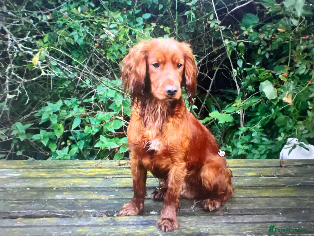 Cocker Spaniel dogs for sale:  DARK RED & GOLDEN KC COCKER PUPS HEALTH TESTED - Advert 2