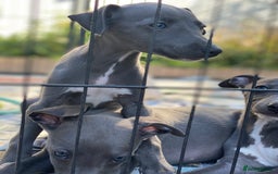 Whippet dogs for sale: 2 whippet puppies remaining ready for new homes - Image 17