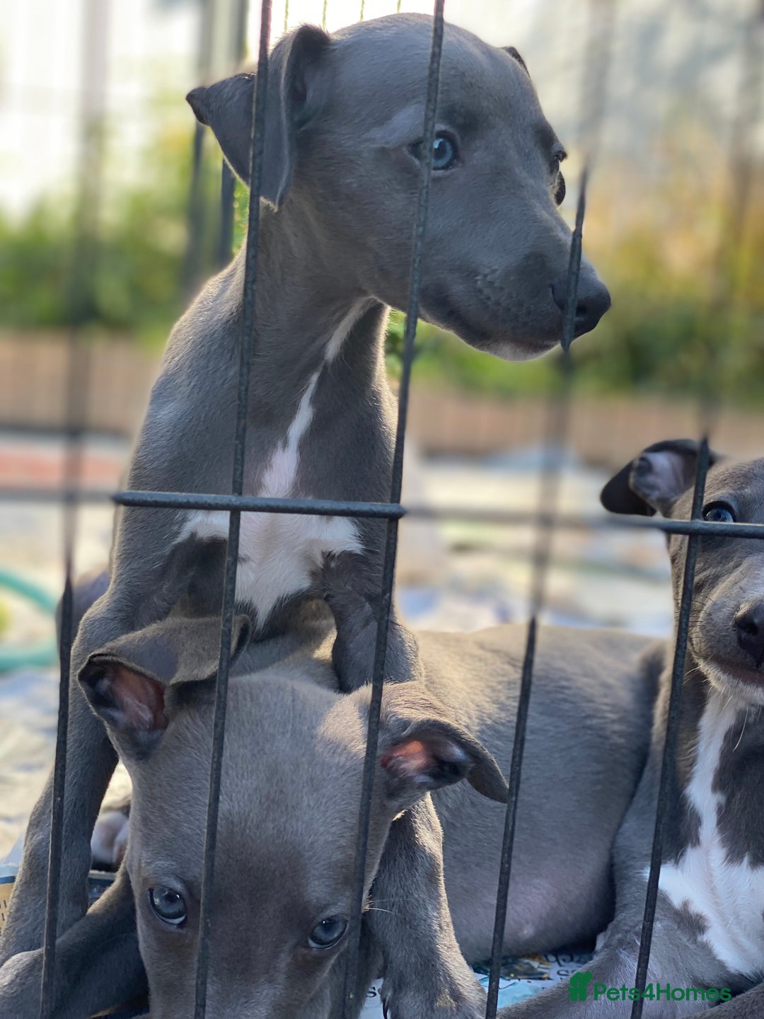 Whippet dogs for sale: 2 whippet puppies remaining ready for new homes - Image 17