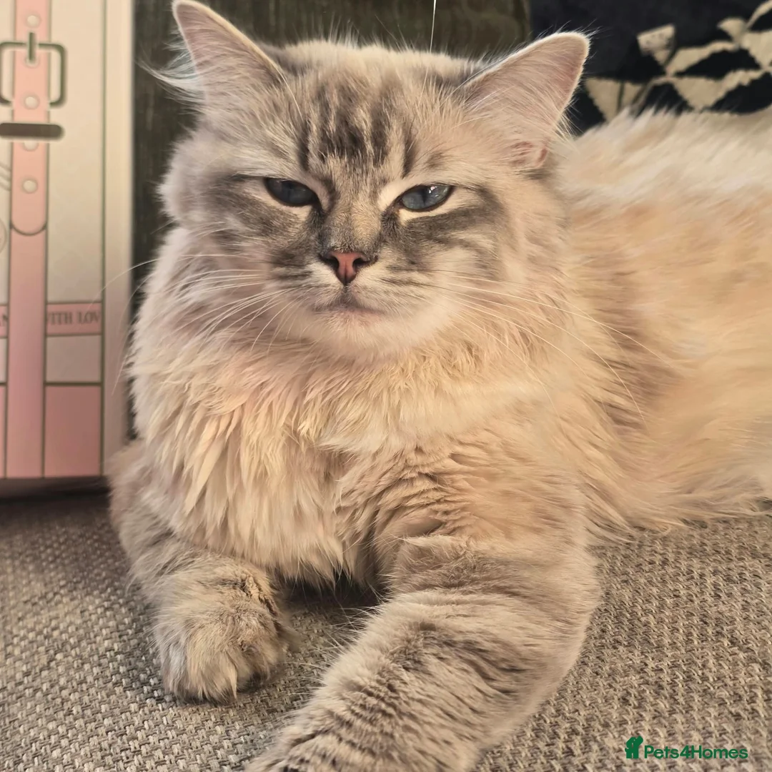 Mixed Breed cats for sale: British blue mixed ragdoll  in Edinburgh - Advert 1