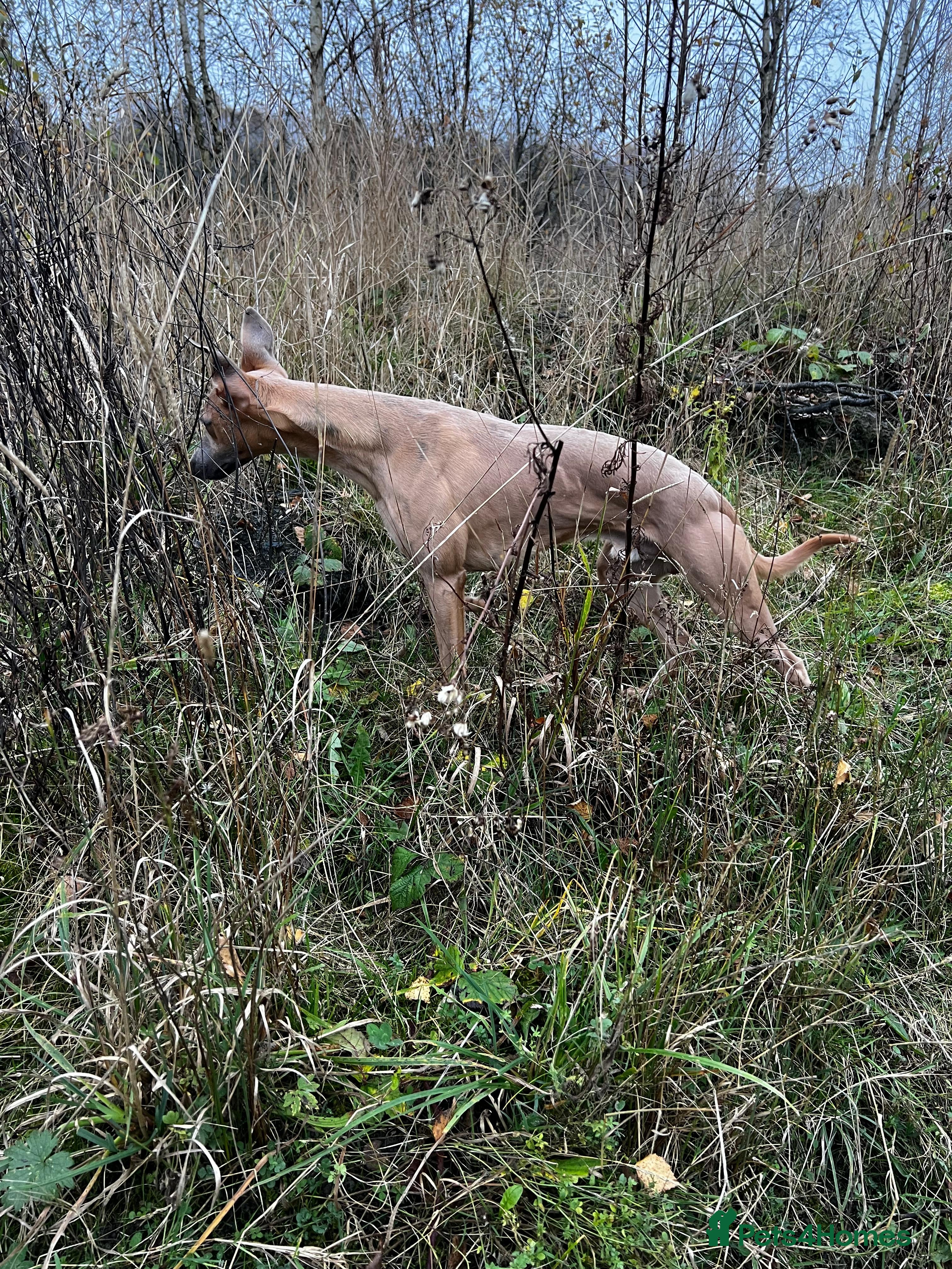 Whippet dogs Blue Fawn Proven Stud  - Advert 18