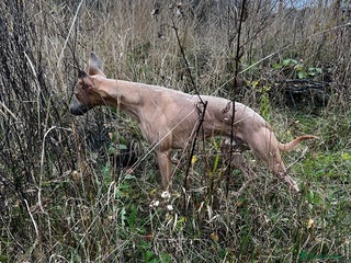 Whippet dogs - Advert 7