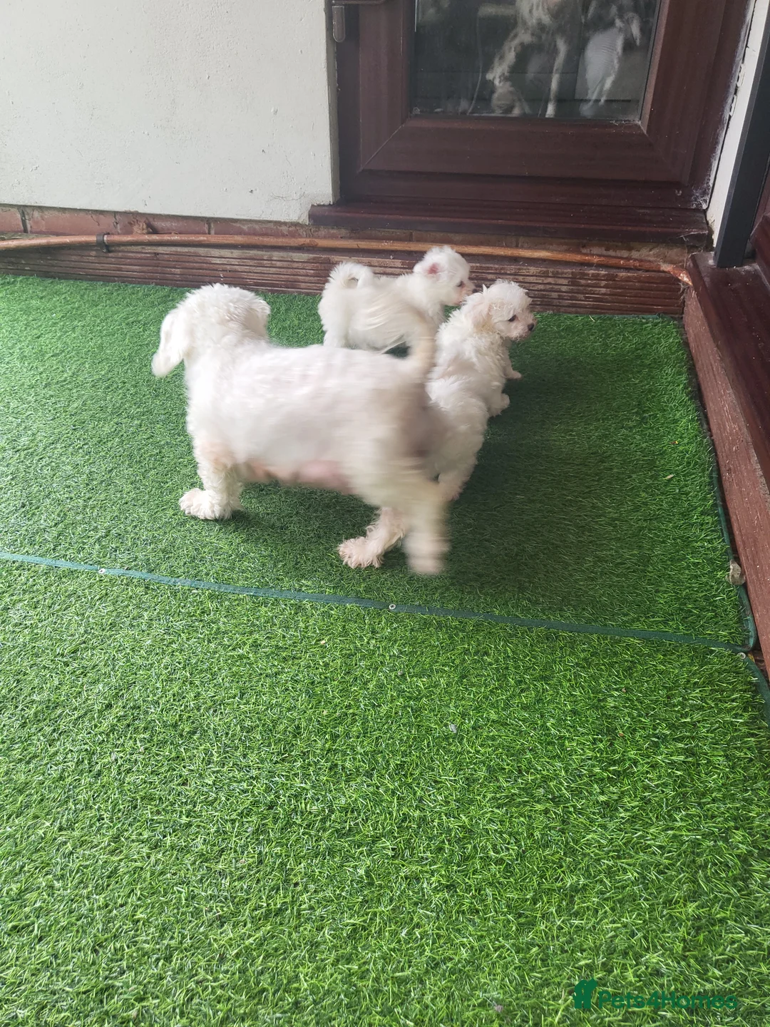 Maltese dogs for sale: Maltese small size in London - Advert 1