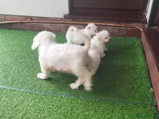 Maltese dogs Maltese small size - Advert 14