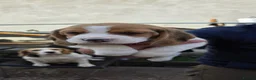 Beagle dogs for sale: 🐾Beautiful Beagle Puppies For Sale!🐶💕 - Advert 28